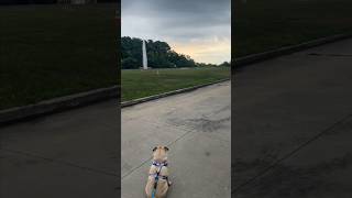 Puggin Around Saturday Morning Stroll With Our Adorable Pug