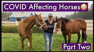 COVID Affecting Horses| Part 2 | Coronavirus and Animals| COVID-19| Coronavirus and Horses| Colic
