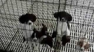 Ataboy Brittany Biskit Puppies Sept 5Th