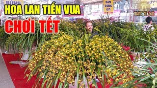 Địa Lan Trần Mộng giá trăm triệu rực rỡ Hội Chợ Xuân Kỷ Hợi, Hà Nội