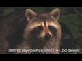 [Unedited/720p] Sleepy Coon Protects What's Hers!  [Backyard Bag Feeder Project]
