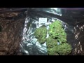 weed