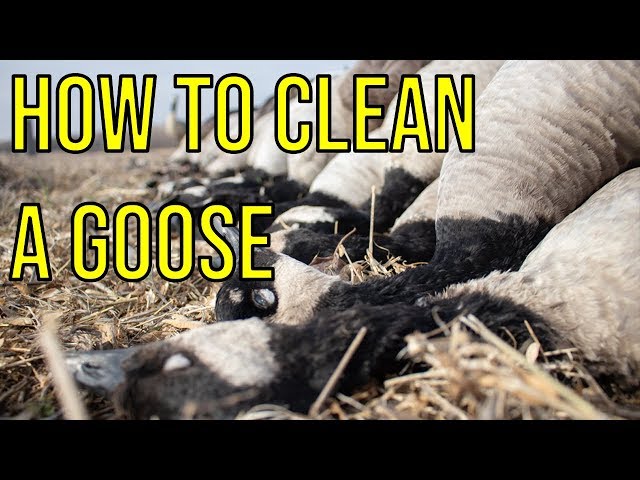 Watch How To Clean A Goose on YouTube.
