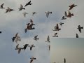 الاردن..طيور..حمام