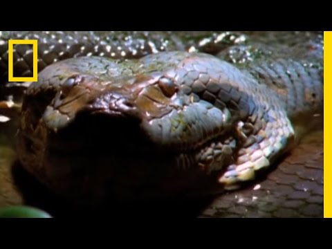 Anaconda Stalks World's
