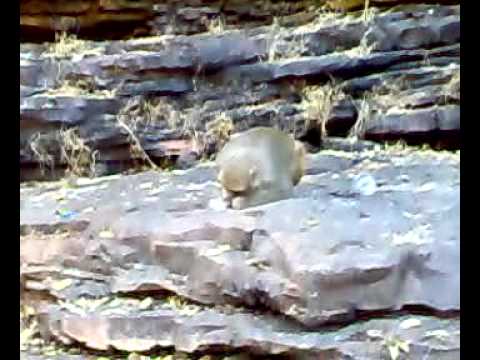 kerva ka monkey
