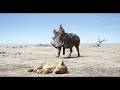 The Lion King Movie Clip - We&39re Gonna Name Him Fred 2019 | Movieclips Coming Soon