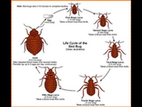 hawaii vacation connection should you be worried about bed bug cycle