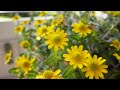 Panasonic Lumix DMC-FS16 Video Test 4 (Autofokus)