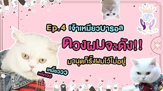 Mong te lu Ep. 4 - เจ้าบารอล แมวเหนียงชื่อดัง! make ตังค์ให้พ่อ!
