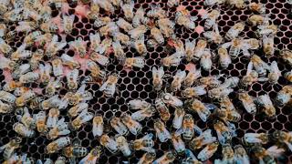 Honeybee Queen Laying Eggs - Stewart Spinks at the Norfolk Honey Co.