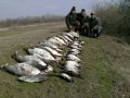 Caccia alle oche e anatre.wmv