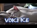Adoptez ICE !