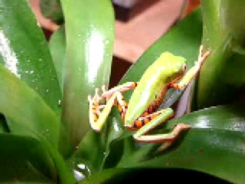 tree frog jumping. tiger leg monkey tree frog