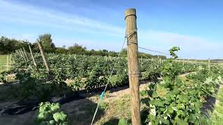 Konstrukcja W Malinach Oparta O System Gripple