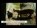 White tiger kills man who fell into its enclosure at Delhi zoo