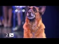video Increible!! PERRITA sabe sumar restar dividir y más (SMART BITCH ENGLISH SUBTITLES)