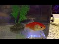 Bubbles the oul gold fish