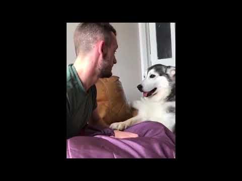 Funny Cats and Dogs Video | Animal Luva