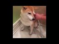 Funny Cats and Dogs Video | Animal Luva