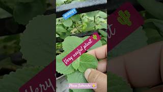 अजवइन Plantmexican Mint Benefits