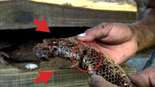 Koyu Bi̇r Ormanda Gi̇zemli̇ İzler Keşfetmek Kereste Fabri̇kasi