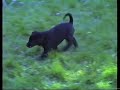 BLACK LAB PUPPY