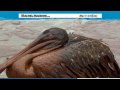 Rachel Maddow - BP Reporter off the Deep End