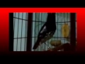 Kicau Mania | Suara Burung Anis Merah Azzuro | Teler Doyong GACOR Asli