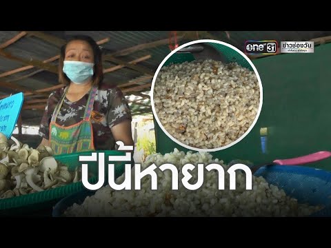 ไข่มดแดงหน้าแล้ง ราคาพุ่ง กก.ละ 750 บ. | ข่าวเช้าช่องวัน | ข่าวช่องวัน