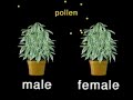 Marijuana