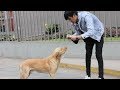 LE PUSE UN ABRIGO A PERRITOS DE LA CALLE