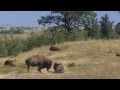 Montana buffalo herd