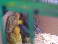 Anakan Lovebird images Anakan Lovebird