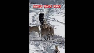 Domuz Köye İndi̇ 6 Kangal Karşisinda