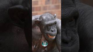 Alice The Chimps Grimace At Chester Zoo
