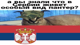 Српски Шлёпа Пантера