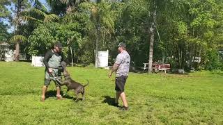 Eric & Winter Xl Pitbull 12 Months Old Second Day Of Beginning Guards.