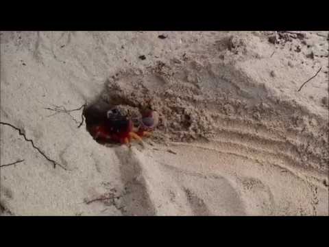 Crabe de mer