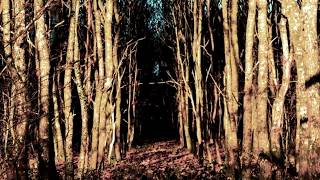 Watch Dead Can Dance Wild In The Woods video