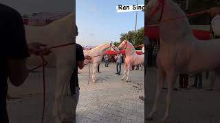 Lara And Ran Sing Stallion At Horse Fair