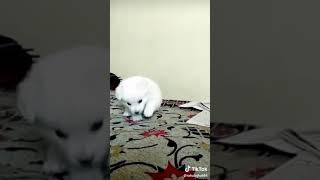 Dog funny video☺whatapp//status