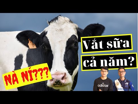 Bò Sữa Luôn Có Sữa Để Vắt Cả 365 Ngày, Đúng Hay Sai? |English Sub
