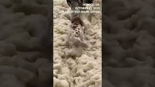 Watch Delighted Dogs Run Through Sea Foam Created By Storm Babet In The Uk