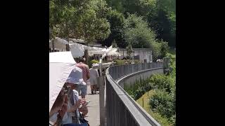 Above The Bear Park Discover Berns Hidden Scenic Trail In The Summer Of 2025