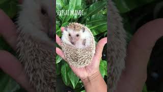 Landak Mini