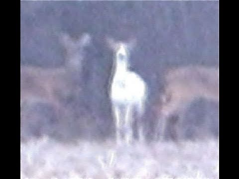 WHITE DEER - ACTION SHOTS RARE WHITE WILD WHITETAIL BUCK