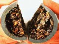 Zebra Mussels Infestation