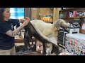 Full assembly of a black coyote taxidermy mount