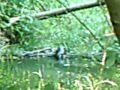 James Hunts Beaver